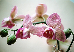 Phalaenopsis pélorique