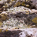 Lichens crustacés(Rhizocarpons ) - Mézenc