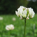 Weisser Wiesenklee - (Trifolium repens)