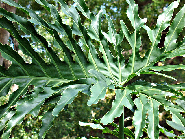 Split leaf philodendron