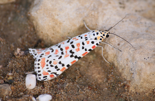 Crimson Speckled Footman moth