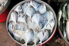 Pomfret fish to sell