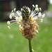 Spitzwegerichblüte - (Plantago lanceolata)