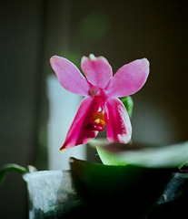 phalaenopsis violacea sumatrana