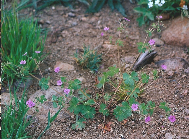 geranium des Pyrénées- Geranium pyrenaicum