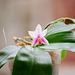 phalaenopsis violacea (2)