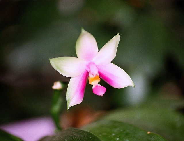 phalaenopsis Violacea