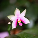 phalaenopsis Violacea
