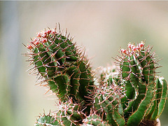 Euphorbia horrida 2