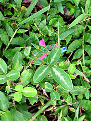 Tiny flowers in between weeds... .Desmodium species (beggar's ticks)
