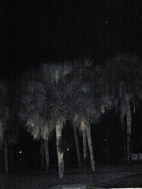 Eerie palms...