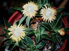 Nananthus transvaalensis