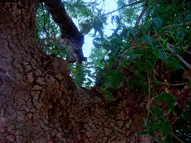 A-dos-Ruivos, old ash tree (4)