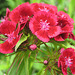 rote Bartnelke (Dianthus barbatus)