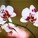 Phalaenopsis elegant select