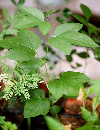 Plant incarnata de 2 mois ( Cortejuan) Plant incarnata de 2 mois ( Cortejuan)