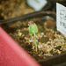 Levée Passiflora foetida