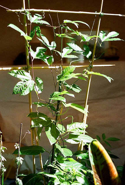 passiflora edulis de 1 an