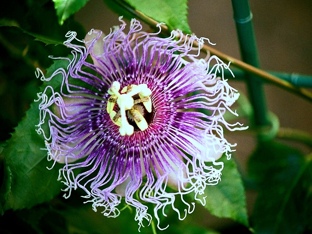 Passiflora Byron Beauty (2)