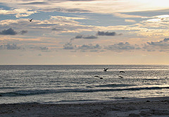 clouds, gulf & pelicans..