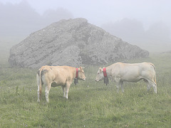 108 vache dans la brume à la cabane du Col Long d'Ayous