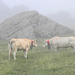 108 vache dans la brume à la cabane du Col Long d'Ayous
