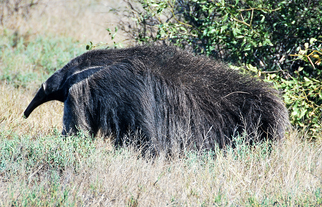 Giant Anteater (2.3 meters long) in the wild