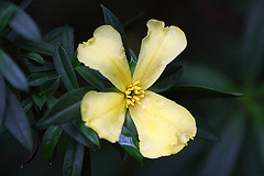 20110206 9651RAw [D~E] Guinea-Blüten (Hibbertia), Gruga-Park, Essen