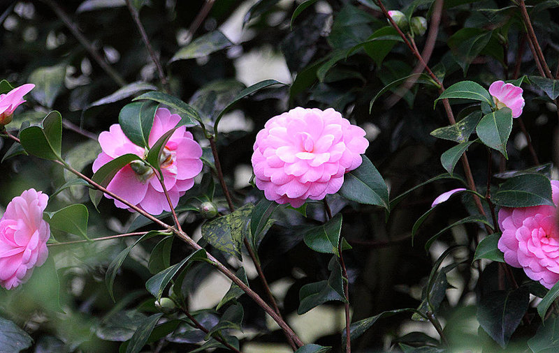 20110206 9658RAw [D~E] Kamelie (Camellia), Gruga-Park, Essen