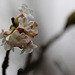 20110206 9681RAw [D~E] Japanischer Papierbusch [Mitsumata] (Edgeworthia chrysantha), Gruga-Park, Essen