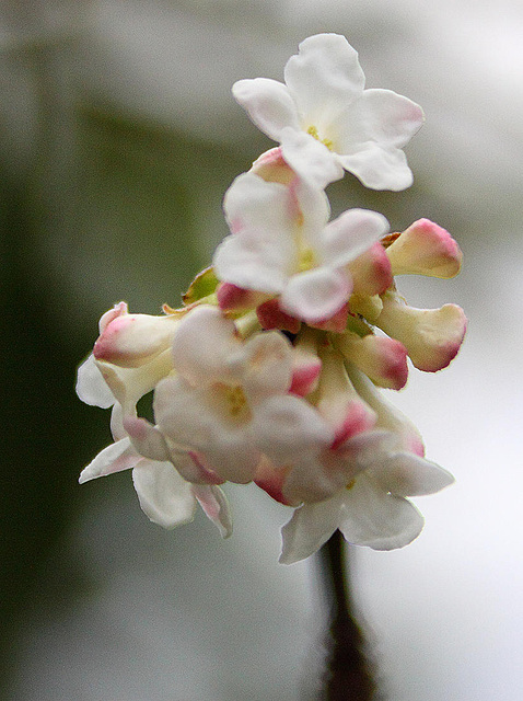 20110206 9682RAw [D~E] Japanischer Papierbusch [Mitsumata] (Edgeworthia chrysantha), Gruga-Park, Essen