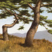 소나무松, 油彩 Pinarboj=Pine Trees, olee sur tolo=oil on canvas, 53x72.7cm(20p), 2008