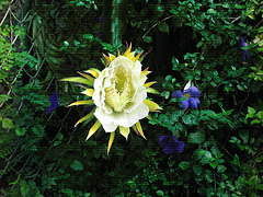 #3751 Night Blooming Cereus..