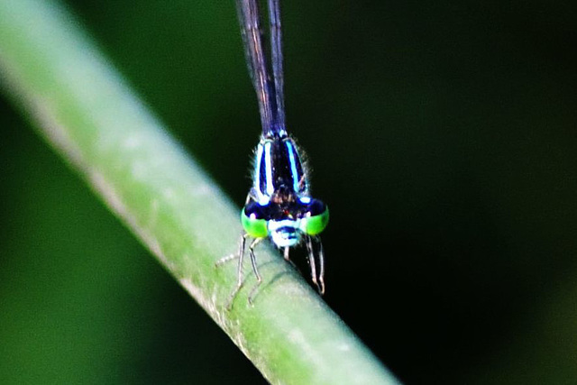 Common Bluetail (Ischnura elegans) (2a)