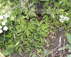 Chaerophyllum temulum- Cerfeuil penché