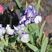 Iris nain plicata 'Jenny Grace '