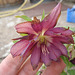 héllebore hybride à fleurs doubles P4021042