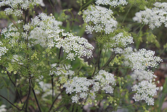 Chaerophyllum temulum- Cerfeuil penché