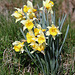 Jonquille- Narcissus nobilis
