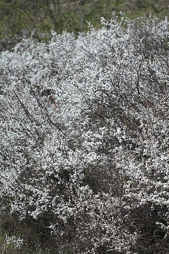 Prunellier- Prunus spinosa
