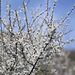 Prunellier- Prunus spinosa