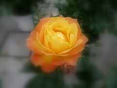 une petite rose pour tout mes amies et amis!!!