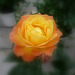une petite rose pour tout mes amies et amis!!!
