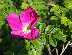 Kartoffelrose   (Rosa rugosa)