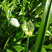 Allium paradoxum - PIP