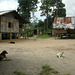Dorfplatz der Orang Asli