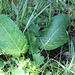 Rumex obtusifolia
