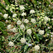 Berce sphondyle- Grande Berce - Heracleum sphondilyum