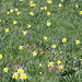 Prairie à Narcissus Pseudonarcissus