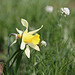Narcissus pseudonarcissus